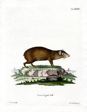 Agouti