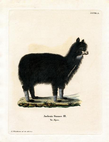 Alpaca a German School, (19th century)