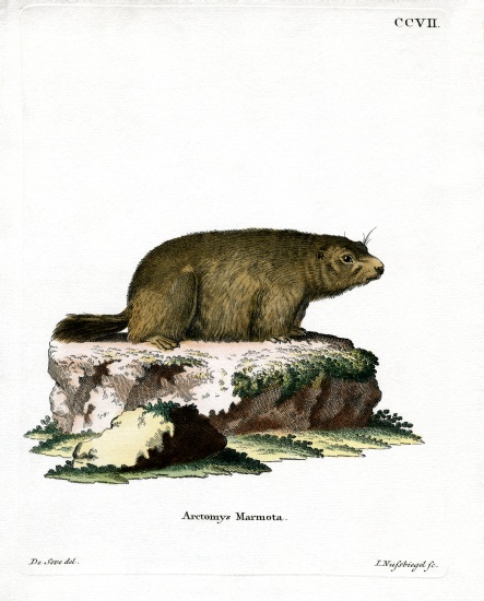 Alpine Marmot a German School, (19th century)