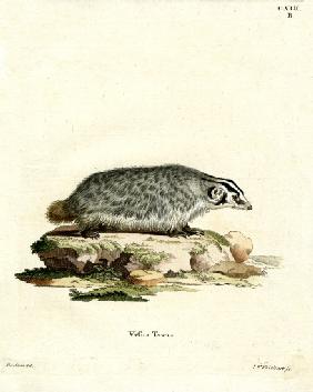 American Badger