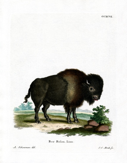 American Bison a German School, (19th century)