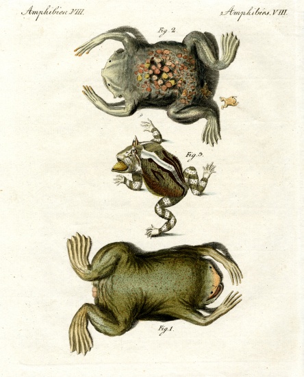 American toads a German School, (19th century)