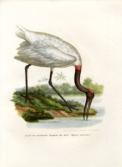 American Wood Ibis a German School, (19th century)