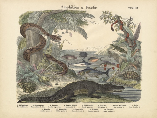 Amphibians and Fishes, c.1860 a German School, (19th century)