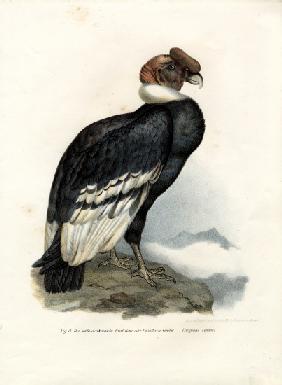 Andean Condor