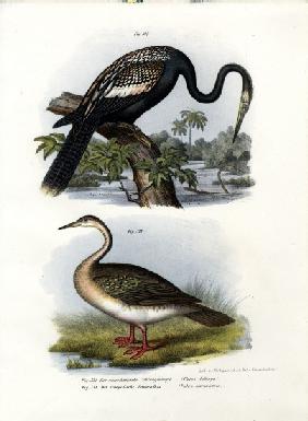 Anhinga