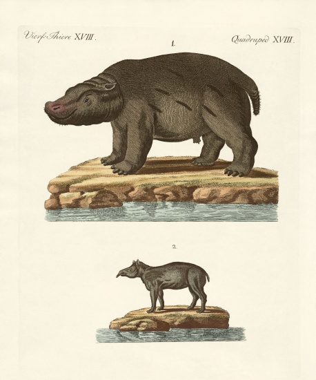 Animals from hot countries a German School, (19th century)