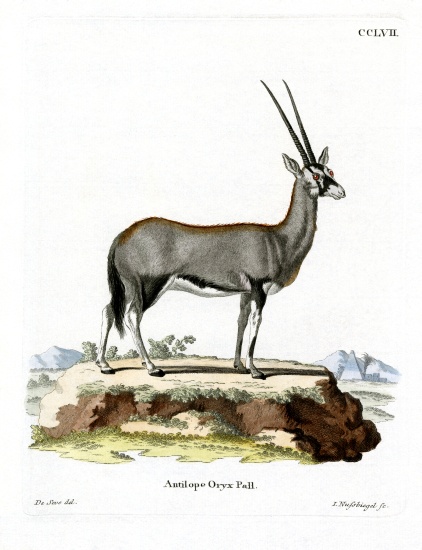Arabian Oryx a German School, (19th century)