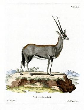 Arabian Oryx