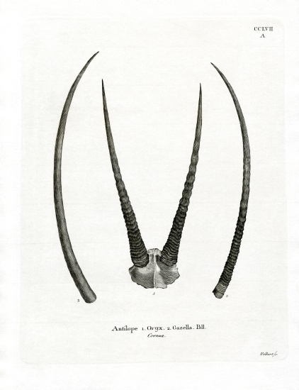 Arabian Oryx Horns a German School, (19th century)