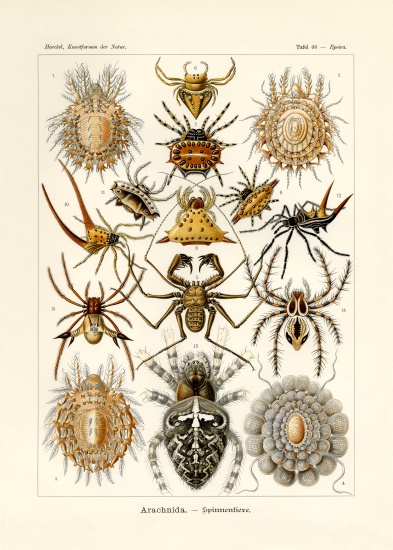 Arachnida a German School, (19th century)