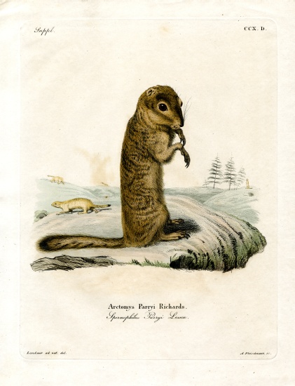 Arctic Ground Squirrel a German School, (19th century)