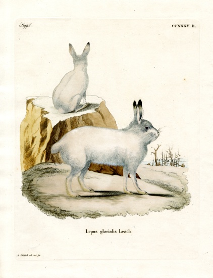 Arctic Hare a German School, (19th century)