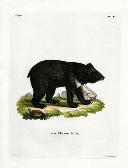 Asian Black Bear a German School, (19th century)