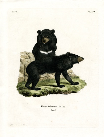 Asian Black Bear a German School, (19th century)