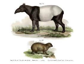 Asian Tapir