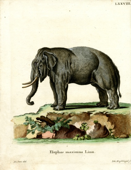 Asiatic Elephant a German School, (19th century)