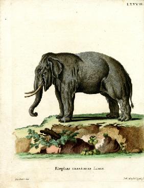 Asiatic Elephant