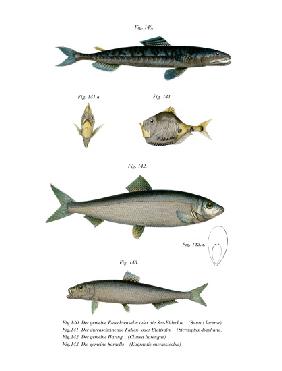 Atlantic Saury