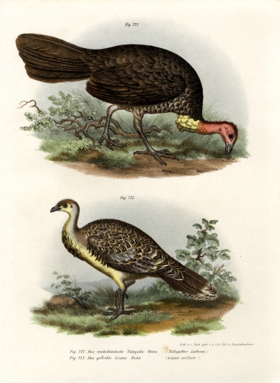 Australian Brush-Turkey a German School, (19th century)