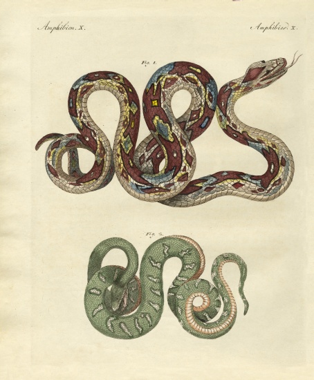 Awful snake a German School, (19th century)
