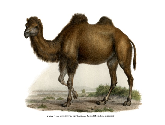 Bactrian Camel a German School, (19th century)