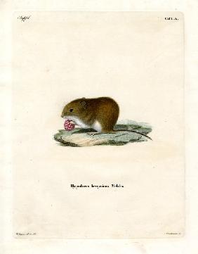 Bank Vole