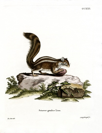 Barbary Ground Squirrel a German School, (19th century)