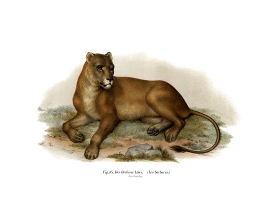 Barbary Lion a German School, (19th century)