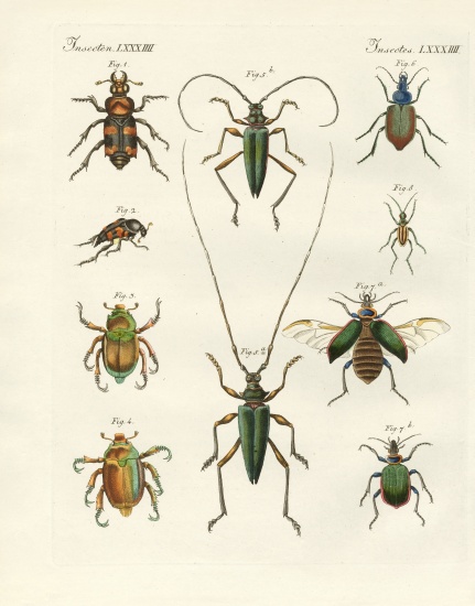 Beatiful beetles a German School, (19th century)