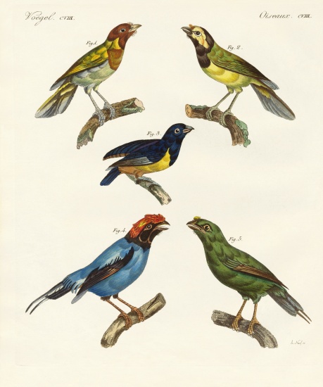 Beautiful foreign birds a German School, (19th century)