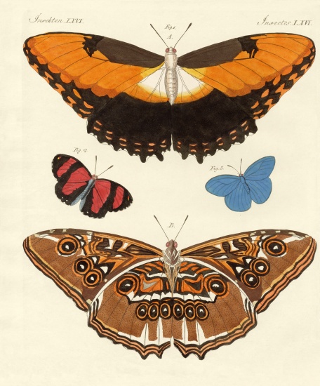 Beautiful foreign butterflies a German School, (19th century)