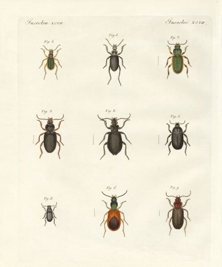 Beautiful German beetles a German School, (19th century)
