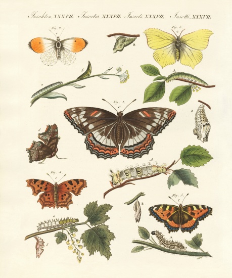 Beautiful German butterflies a German School, (19th century)
