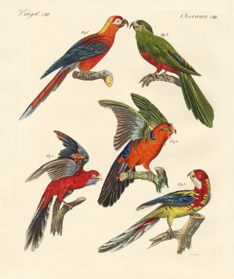Beautiful parrots a German School, (19th century)