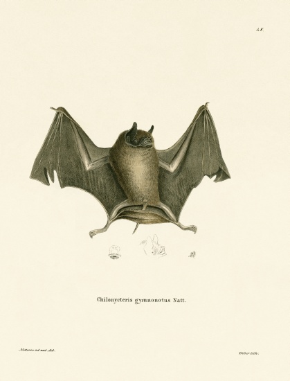 Big Naked-backed Bat a German School, (19th century)