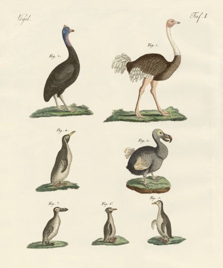 Birds a German School, (19th century)