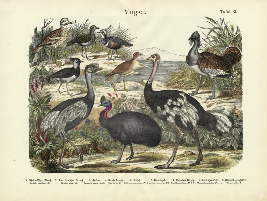 Birds, c.1860 a German School, (19th century)