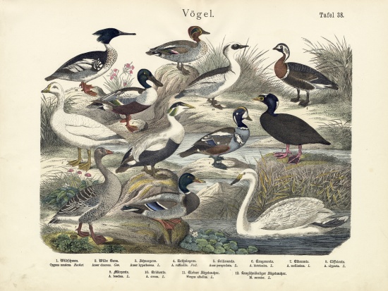 Birds, c.1860 a German School, (19th century)