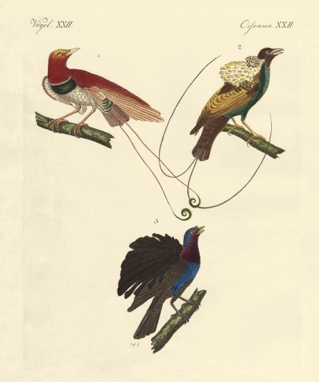 Birds of paradise a German School, (19th century)