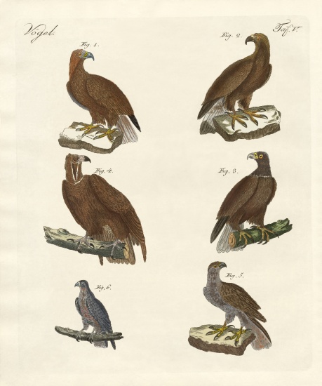 Birds of prey a German School, (19th century)