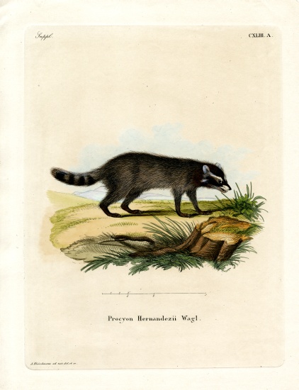 Black-footed raccoon a German School, (19th century)