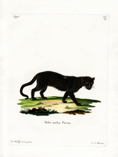 Black Leopard a German School, (19th century)