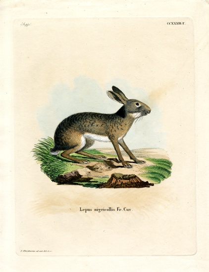 Black-naped Hare a German School, (19th century)