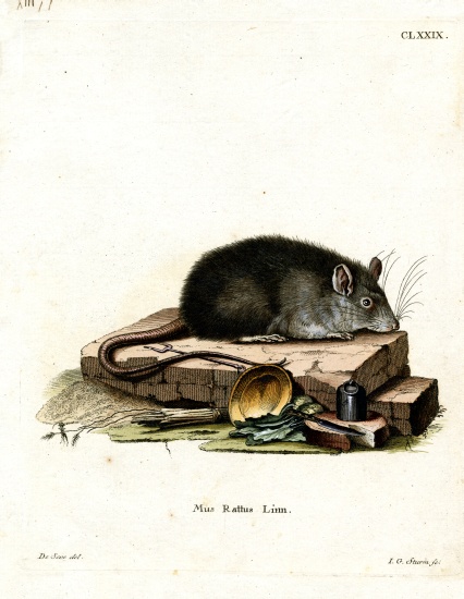 Black Rat a German School, (19th century)