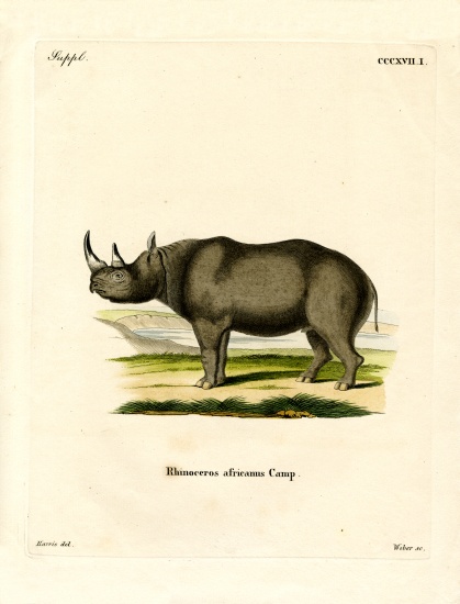 Black Rhinoceros a German School, (19th century)