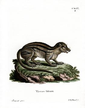 Broad-striped Malagasy Mongoose