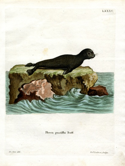Brown Fur Seal a German School, (19th century)