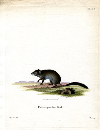 Brush-tailed Phascogale a German School, (19th century)