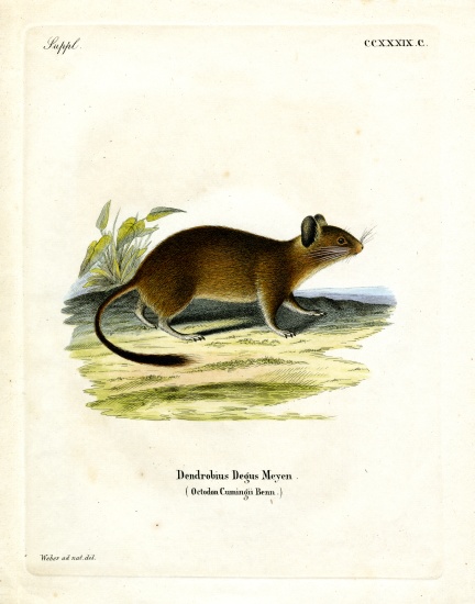 Brush-tailed Rat a German School, (19th century)